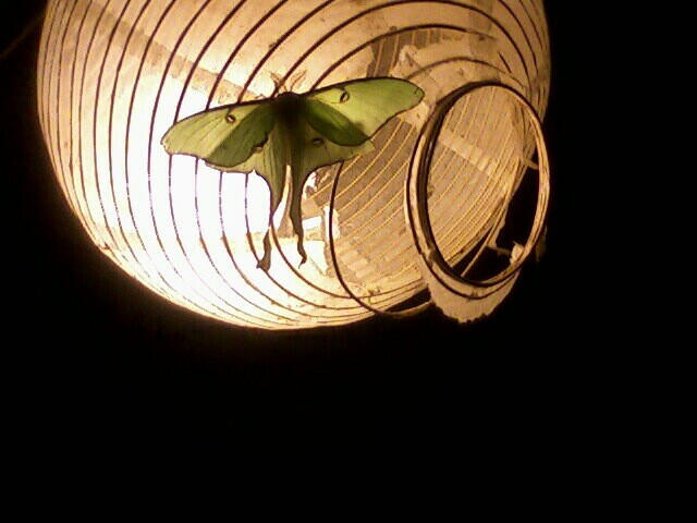 Luna Moth, Spillage Home for Wayward Youth, Athens, Georgia, 10 Nov. 2009