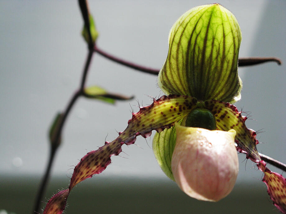 State Botanical Garden, Athens, Georgia, 26 July 2009